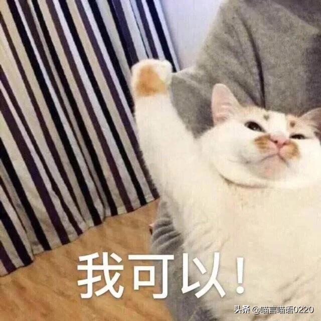 猫粮推荐平价增肥猫,猫粮推荐进口粮十款