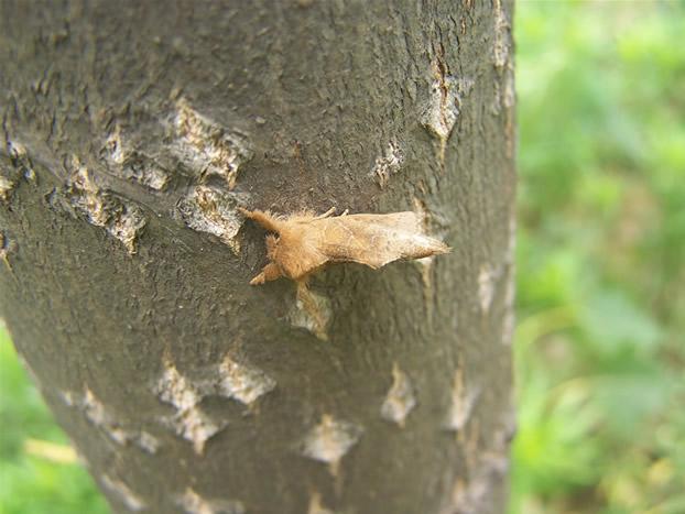 杨树如何防止虫害,杨树螨类虫害怎么治疗