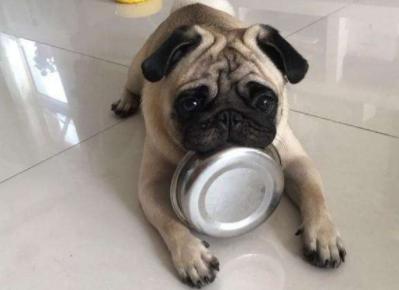 小狗崽不听话可以打吗,小狗崽一直咬东西怎么回事