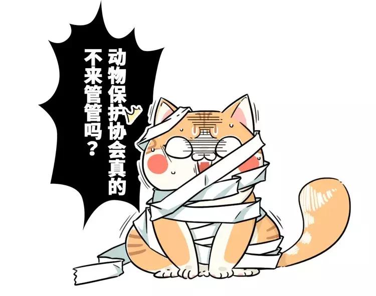 在古代，做猫奴是一种什么体验