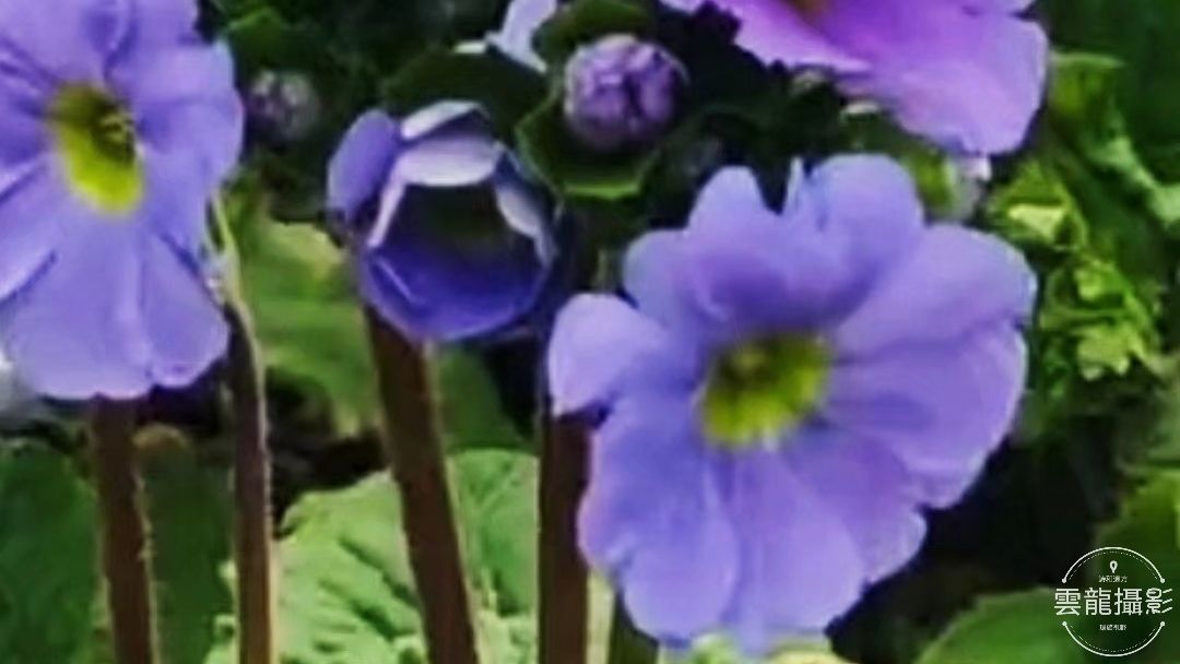 「五絕」平聲三十韻•春系列（18-37）首