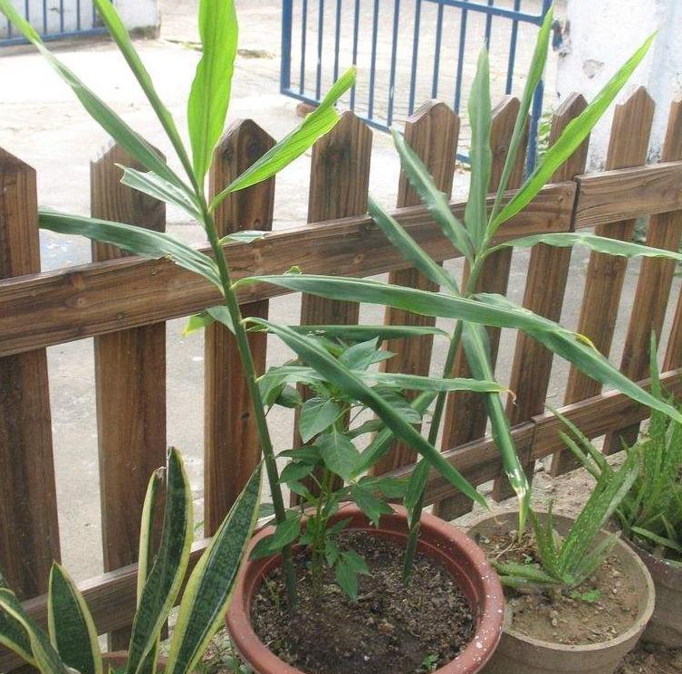 生姜成长记第二季,生姜成长过程步骤图