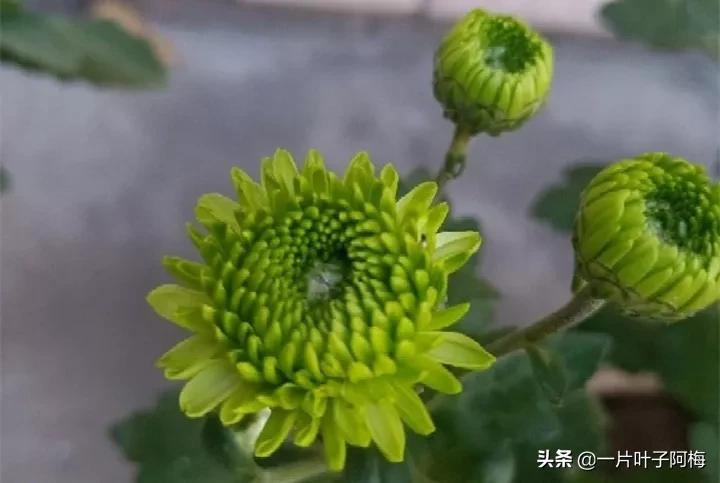 红花配绿叶才更显花的妩媚和娇贵,红花配绿叶什么花没有绿叶