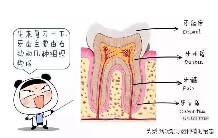 为什么换完牙齿后牙齿还会松动,换过的牙齿松动是什么原因