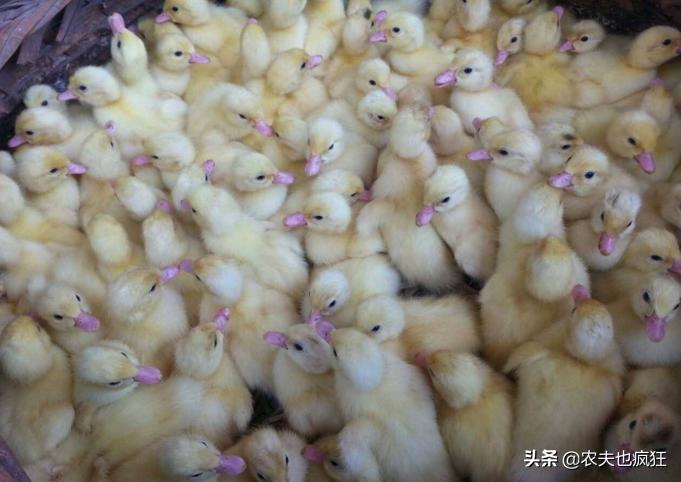 如何分辨小鸭苗是公是母,20天青头鸭苗怎么分公母