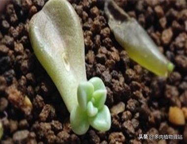 多肉叶插发芽后怎么不长了,多肉叶插发芽后怎么长得大