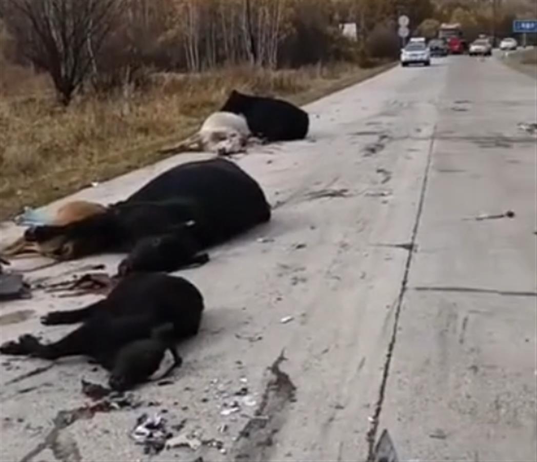货车撞上牛群当场撞死14头牛,货车撞上牛群致14头牛当场死亡