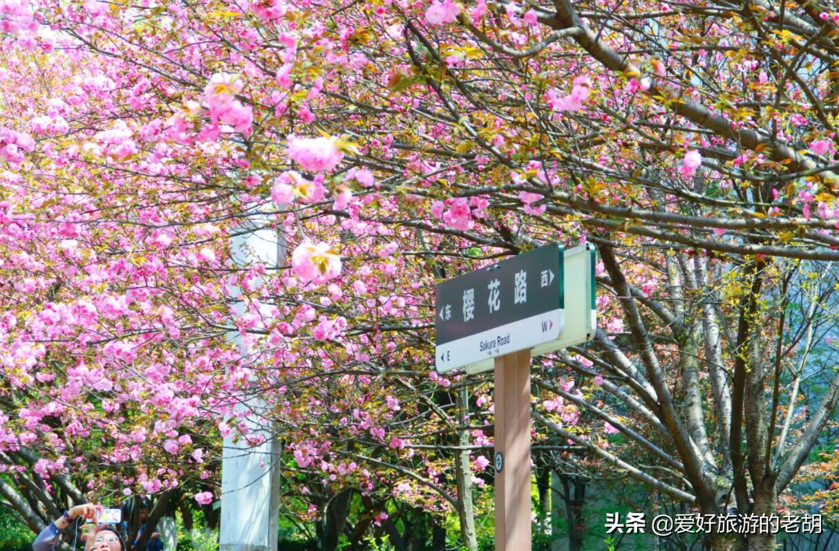 拥有7万多亩林场的湖南高校，校园绿树成荫，因美食闻名全湖南