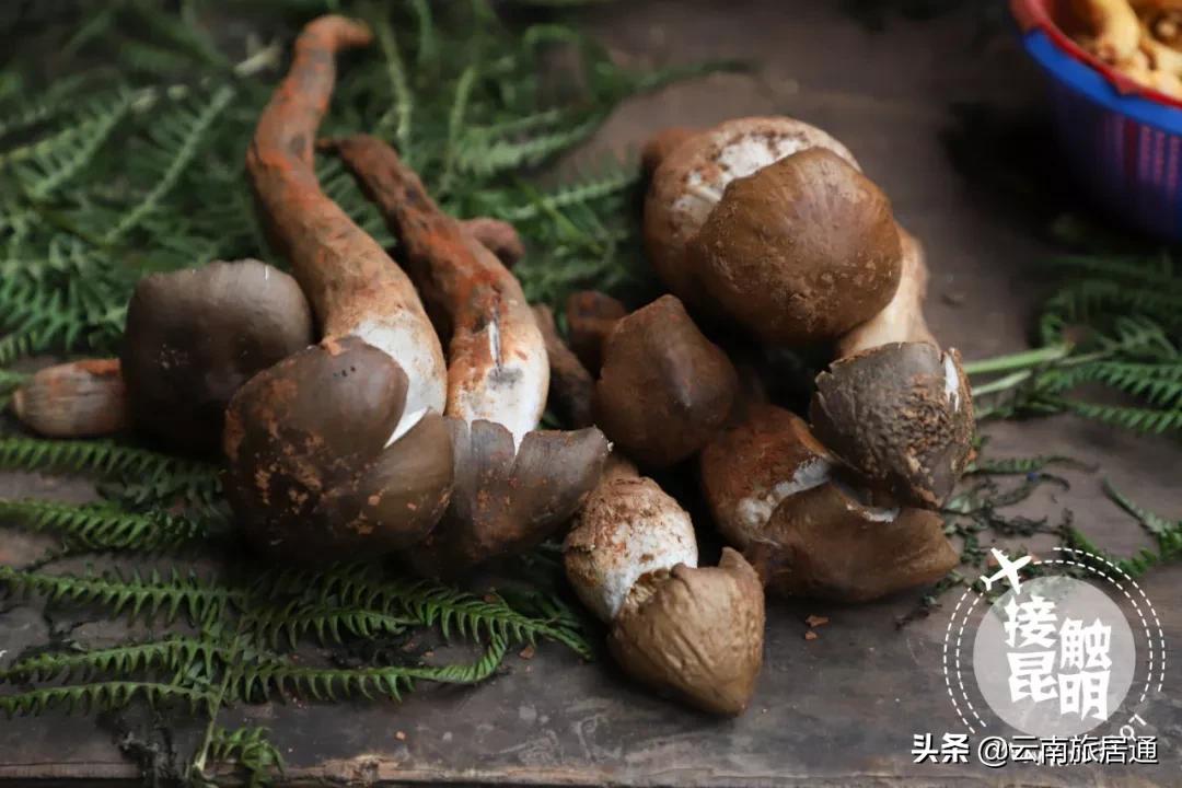 中老铁路昆明到景洪时速多少,中老铁路昆明到景洪多少钱