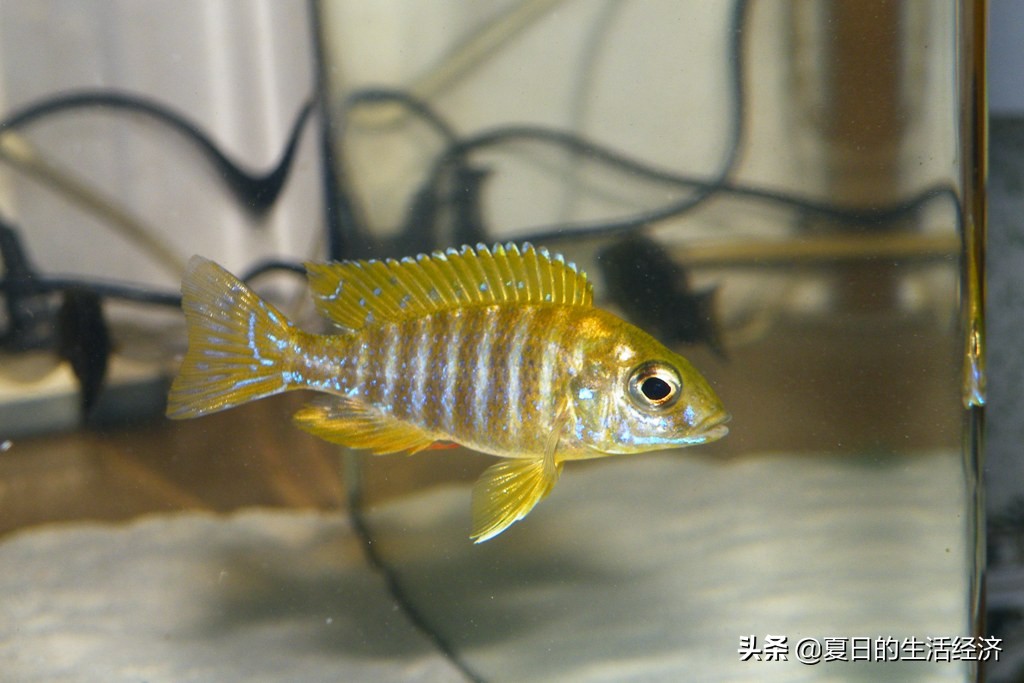 回忆三湖,三湖慈鲷纪念