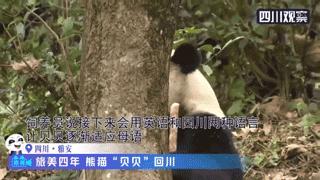 熊猫贝贝回国后的生活,和平大使熊猫