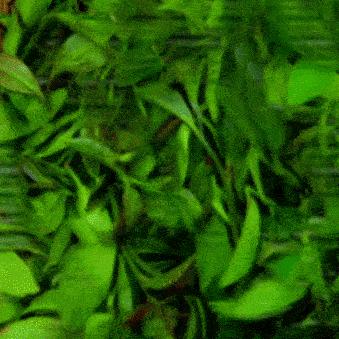 梧州旅游攻略西江明珠,梧州和贺州风景好的地方