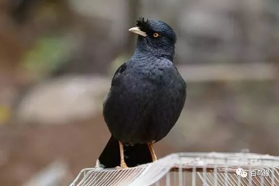 八哥跟鹩哥及鹦鹉的关系,鹩哥跟黑八哥哪个学语强