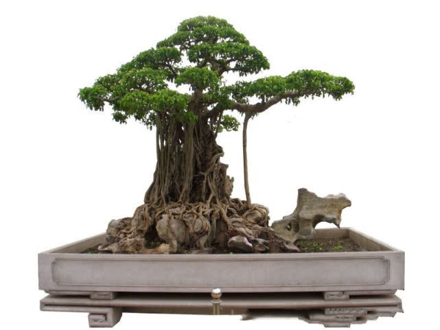 越南大叔创造盆景,越南小伙千万盆景