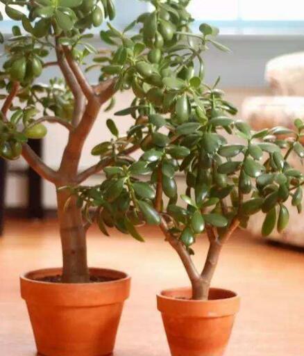 玉树怎么养才能长得快叶子翠绿,玉树光照太强叶片发软怎么补救