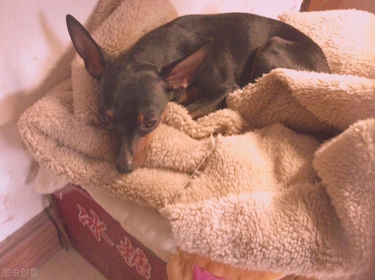 小鹿犬怎么训练才听话,小鹿犬怎么训练听话