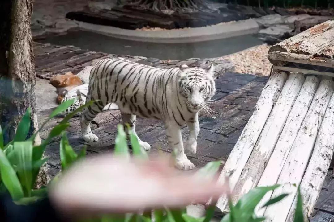 超级详细的广州长隆旅游攻略,超详细的广州长隆游玩攻略