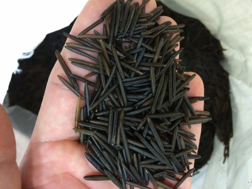 买的米生了很多虫子能吃吗,刚买的米为什么有香味