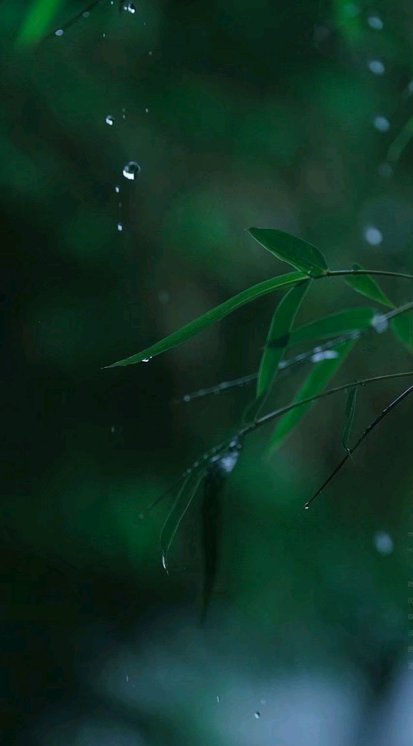 怀念过往的岁月散文,感悟流年散文