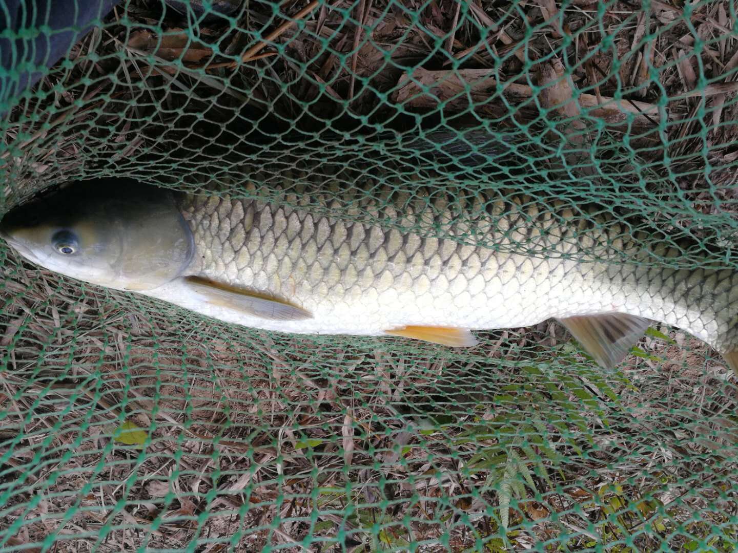 鱼线规格常识,鱼线质量知识