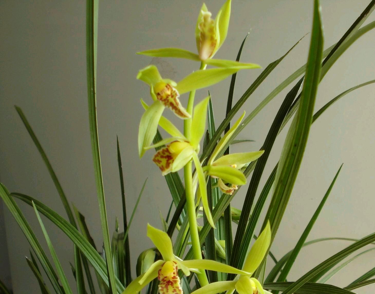 蕙兰为什么容易消苞,蕙兰干瘪腐烂怎么办