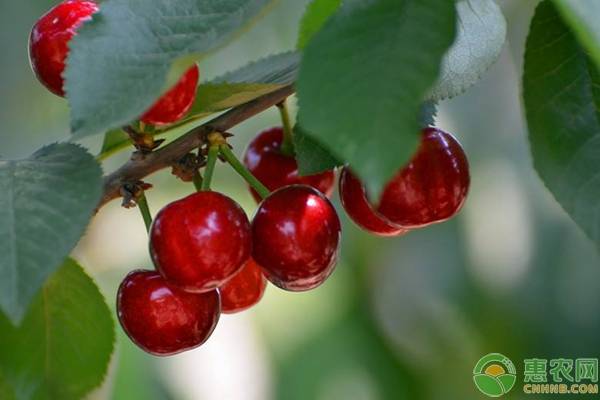 樱桃生长中裂果怎么办,樱桃落花的原因及防治