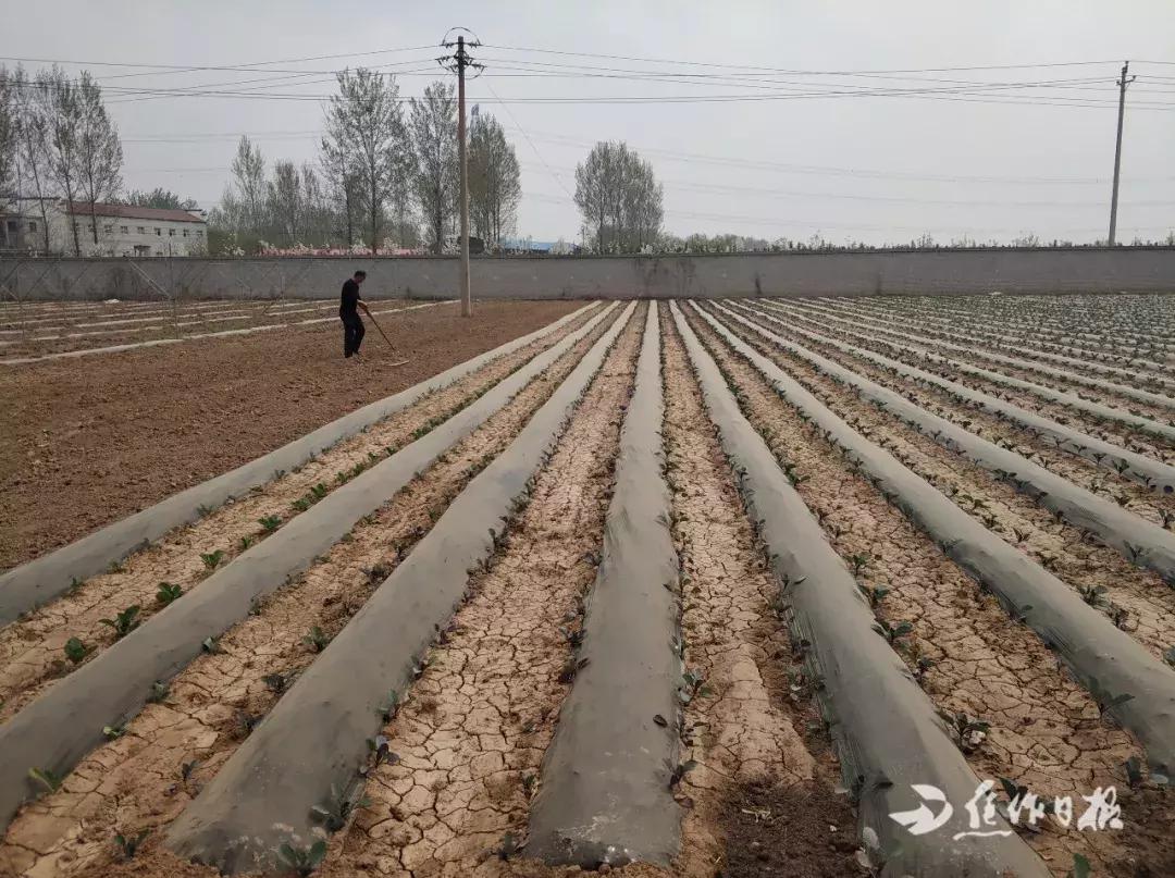 记者走基层｜焦作这个硕士返乡创业，帮老乡发家致富