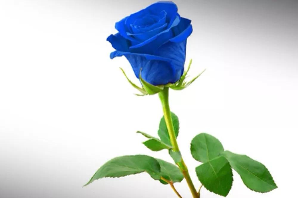 一篇文章带你认识三亚40种花,鲜花图鉴一次性认识30种玫瑰花