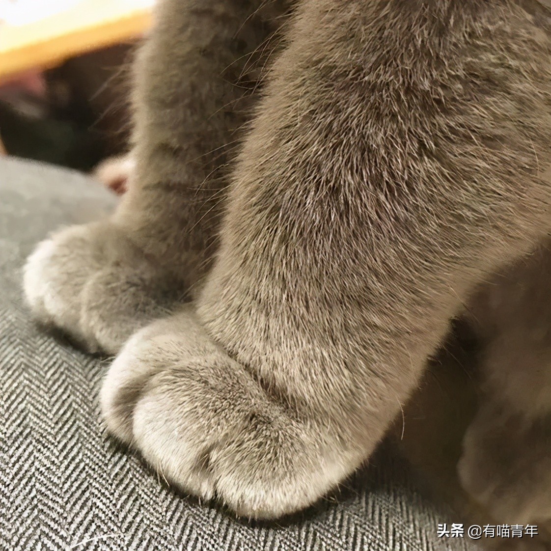 俄罗斯猫敢惹吗,俄罗斯猫有多凶猛