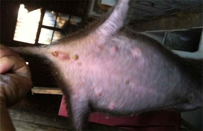 母竹鼠产仔过程,竹鼠繁育几胎