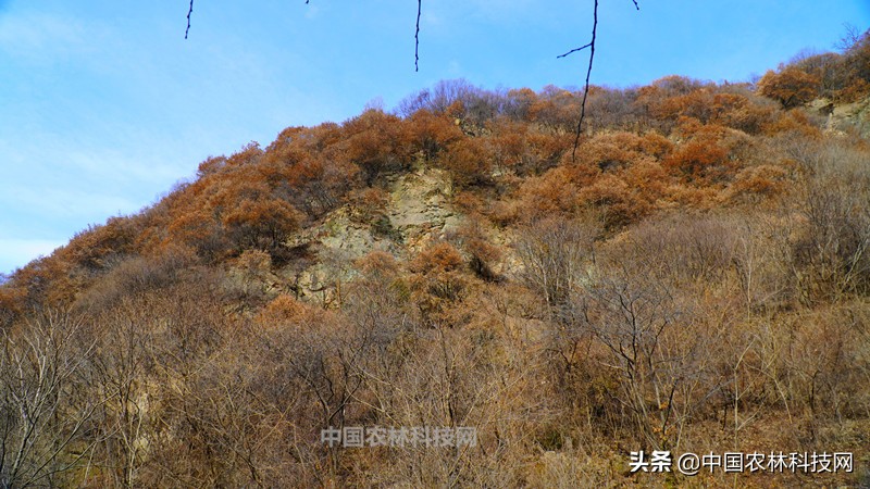 太白县鹦鸽镇药王谷,太白鹦鸽镇药王谷