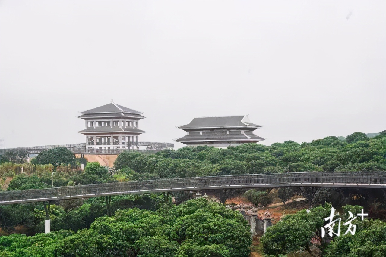 荔枝丰收季最新视频,荔枝丰收季广东