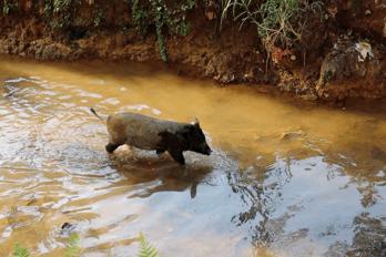 叶南渔村葡萄园,叶南渔村