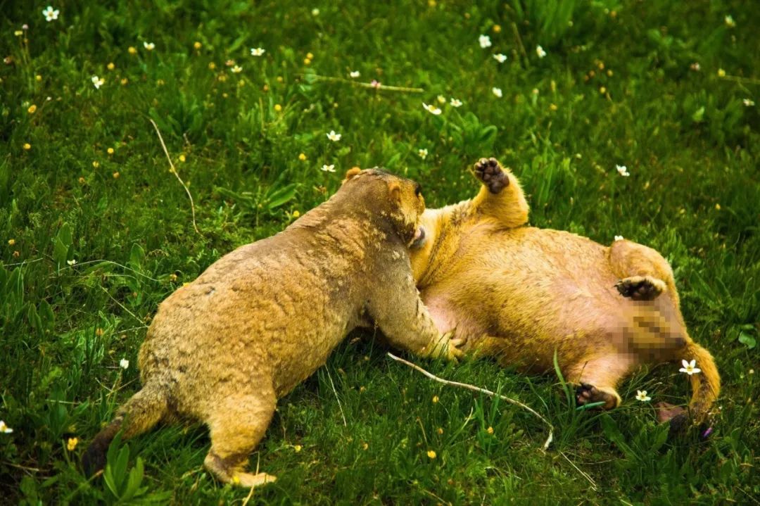 土拨鼠打架视频素材,土拨鼠打架画面被揭露