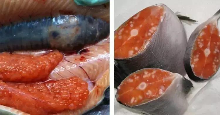 日本核废料对中国海鲜有影响吗,日本福岛核污水影响中国的海鲜吗