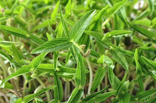 绿豆什么时候种植产量最高,绿豆怎么种植增产增收