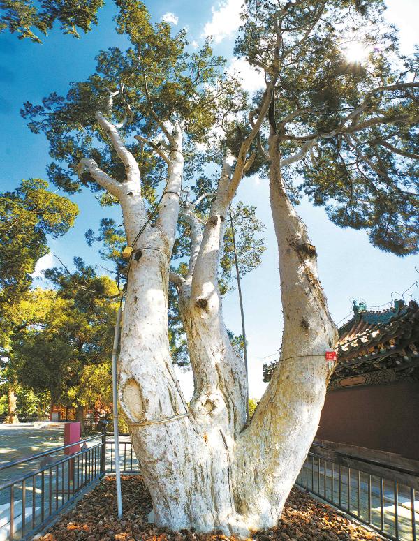 深绿色松树林景色图片,林草科普宣传视频