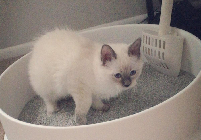 猫咪乱拉乱尿是不是猫砂盆没清理,猫咪乱拉乱尿能打吗