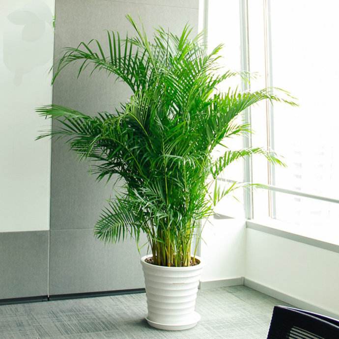 不经常浇水还去除甲醛的盆栽,什么植物去除甲醛还好养大盆