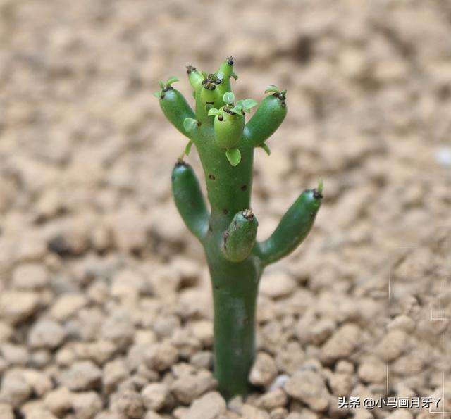 动物成语大集锦，和孩子们来场动物成语飞花令