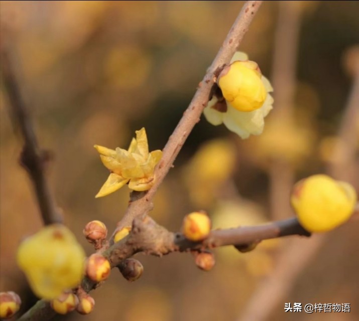 厚黑学鬼谷子的精髓是什么,厚黑学十句话读懂成功的核心