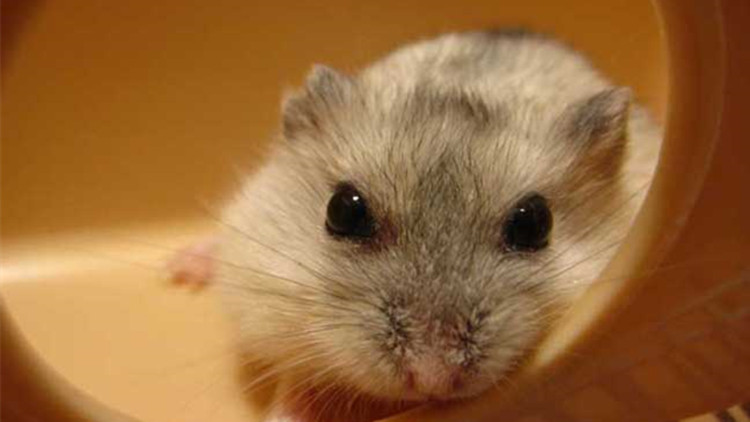 布丁仓鼠激萌时刻,布丁仓鼠萌宠