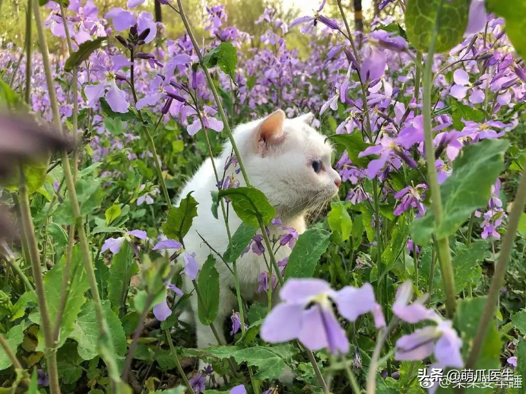 你见过猫咪的眼睛吗,你见过猫咪这种眼神吗