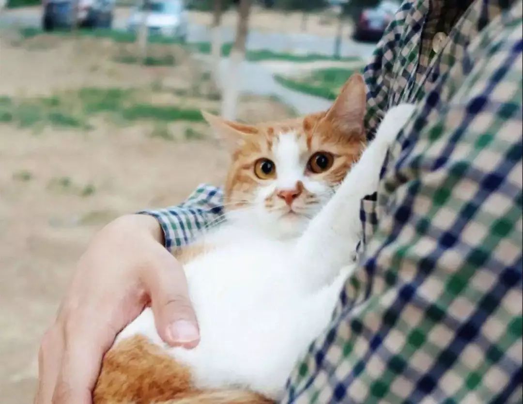 铲屎官对猫咪最不能做的事情,铲屎官误解猫咪的四种行为