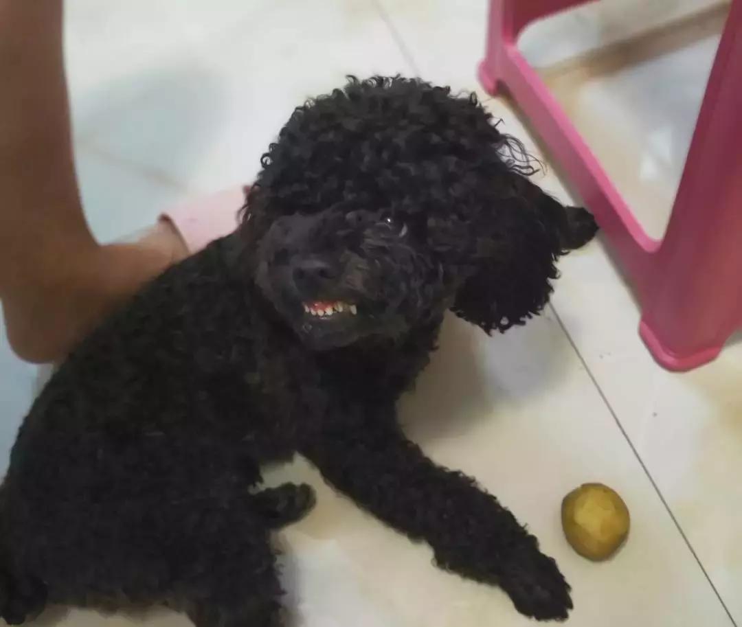 狗狗这么可爱，怎么舍得和它吵架呢？除非忍不住