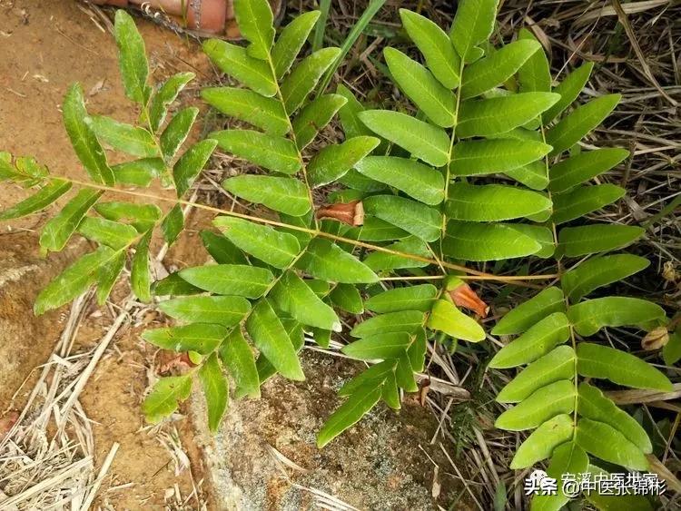 认识身边的中药材,认识中医寻找身边的中药