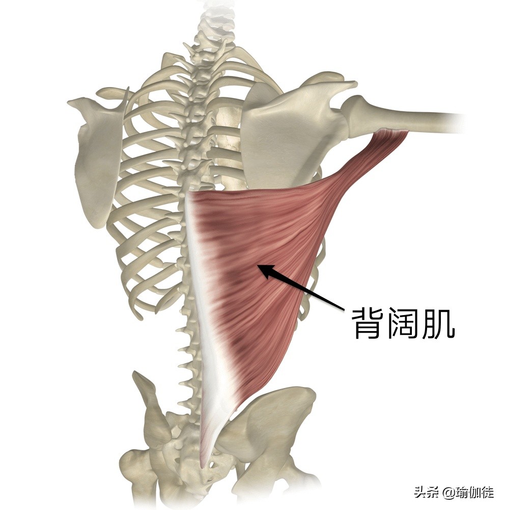 背阔肌能让身体变宽吗,背阔肌疼痛一招缓解