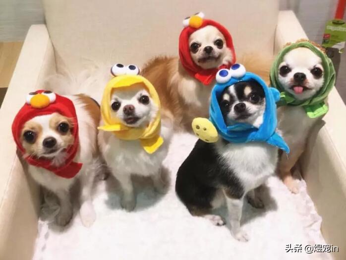 狗狗太活泼了咬人怎么办,狗狗太活泼兴奋