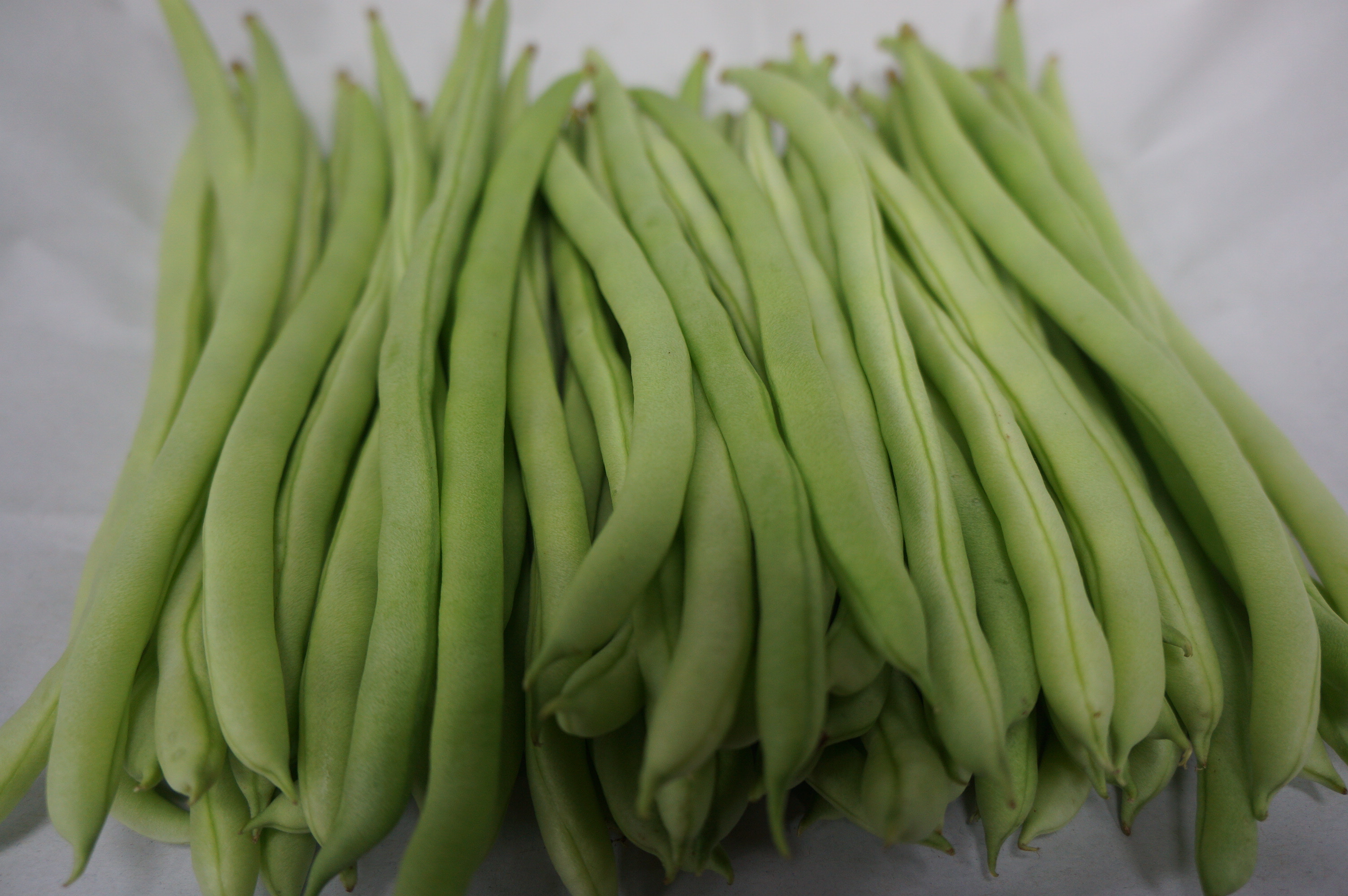 四季豆有什么危害吗,四季豆怎样才会有毒