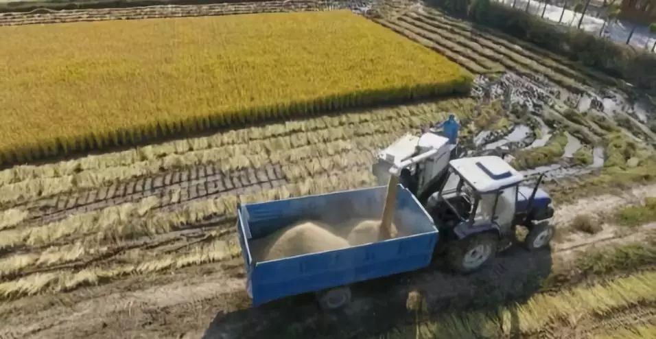 农村种植3亩地一年的利润,盐碱地变致富田